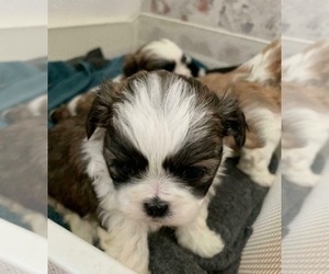 Mal-Shi Puppy for sale in STERLING HEIGHTS, MI, USA