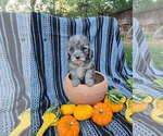 Small #4 Poodle (Miniature)