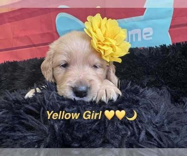 Medium Photo #4 Golden Retriever Puppy For Sale in ORLANDO, FL, USA