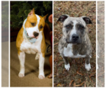 Small Photo #1 American Staffordshire Terrier Puppy For Sale in VILONIA, AR, USA