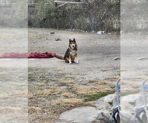 Australian Shepherd-Unknown Mix Dogs for adoption in San Antonio, TX, USA