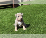 Puppy Puppy 10 Pink American Bully