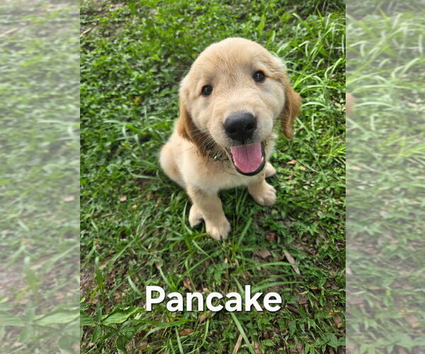 Medium Photo #21 Golden Retriever Puppy For Sale in PLANT CITY, FL, USA