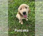 Small Photo #21 Golden Retriever Puppy For Sale in PLANT CITY, FL, USA
