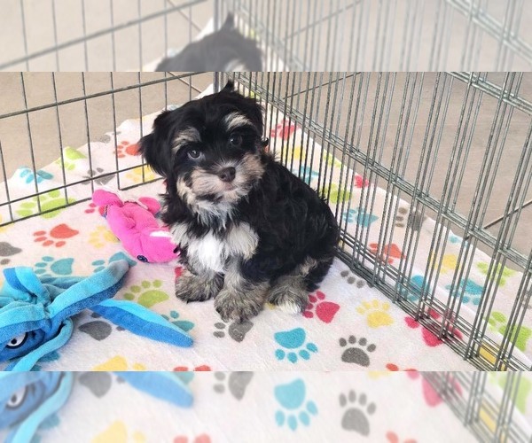 Medium Photo #9 Havanese Puppy For Sale in ORO VALLEY, AZ, USA