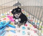 Small #8 Havanese