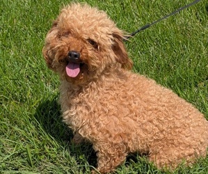Father of the Cavapoo puppies born on 06/19/2025