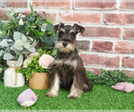 Small #4 Schnauzer (Miniature)