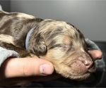 Small Photo #4 Goldendoodle Puppy For Sale in HOWARD CITY, MI, USA
