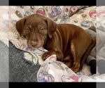 Small #1 American Pit Bull Terrier-Labrador Retriever Mix