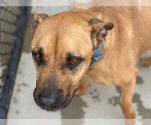 Mastiff-Unknown Mix Dogs for adoption in Tulsa, OK, USA