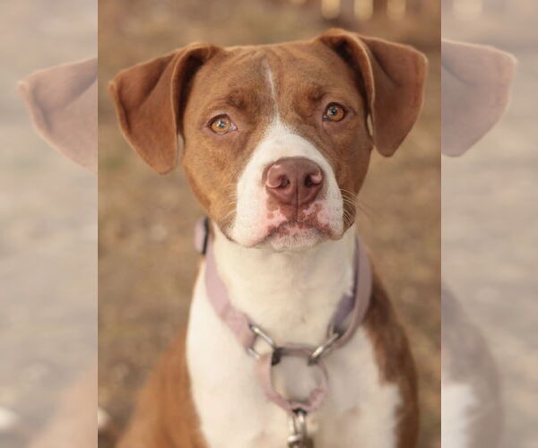 Medium Photo #12 Mutt Puppy For Sale in Philadelphia, PA, USA