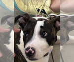 Gator - Male Mutt Dog for Adoption - Small photo