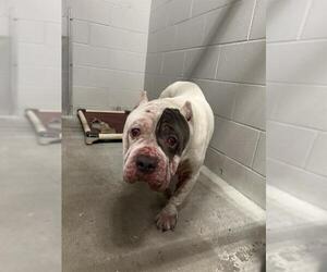 Mutt Dogs for adoption in Rosenberg, TX, USA