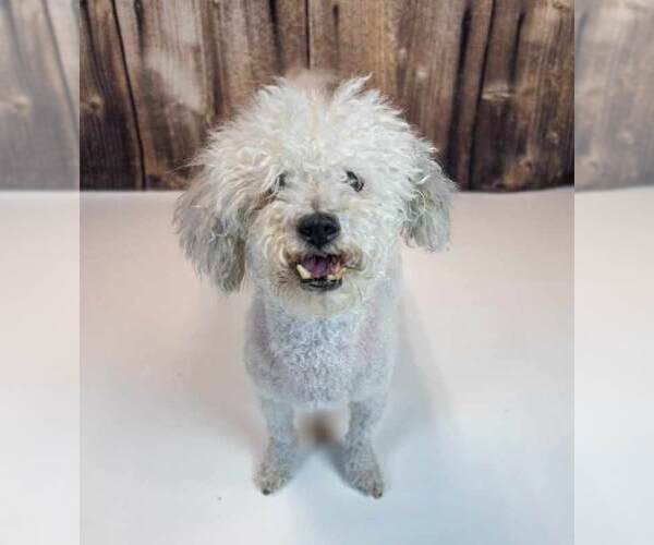Medium Photo #5 Poochon Puppy For Sale in Kennesaw, GA, USA