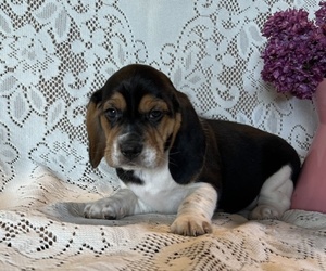 Beagle Puppy for sale in OWEN, WI, USA
