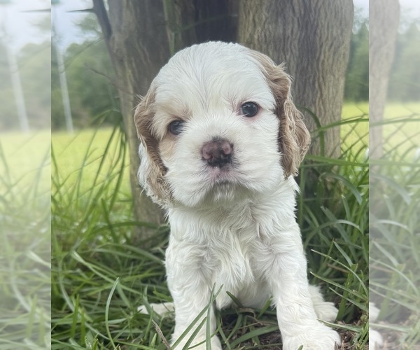 Medium Photo #4 Cocker Spaniel Puppy For Sale in ALFORD, FL, USA