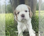 Small #3 Cocker Spaniel