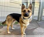 Small #1 German Shepherd Dog