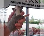 Small Photo #4 Boston Terrier Puppy For Sale in FT MYERS, FL, USA