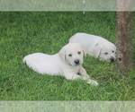 Small Photo #2 Labrador Retriever Puppy For Sale in CURTIS, NE, USA