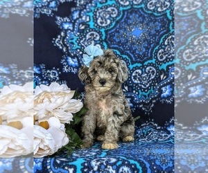 Cock-A-Poo Puppy for sale in LINCOLN UNIVERSITY, PA, USA