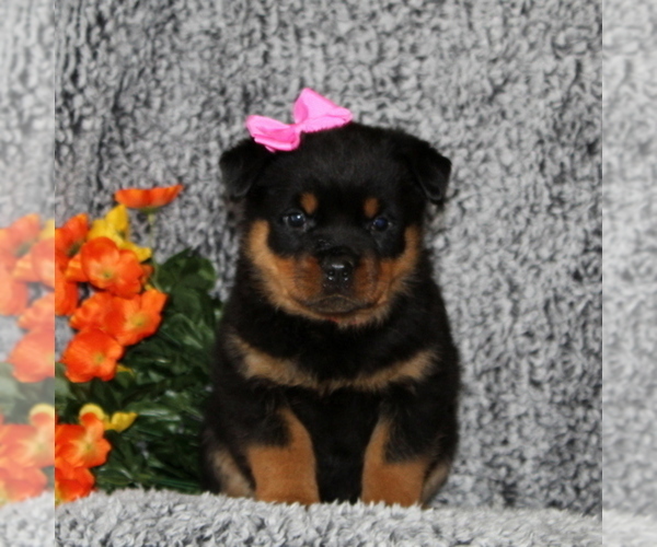 Medium Photo #1 Rottweiler Puppy For Sale in COCHRANVILLE, PA, USA