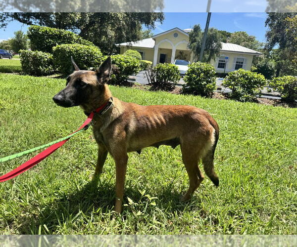 Medium Photo #4 Mutt Puppy For Sale in Imlay City, MI, USA