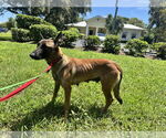 Small #3 Mutt