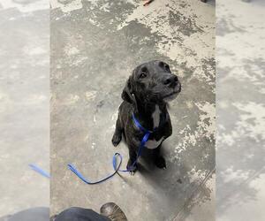 Plott Hound-Unknown Mix Dogs for adoption in Tallahassee, FL, USA