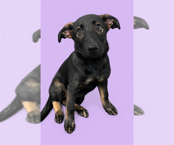 Medium Photo #1 German Shepherd Dog Puppy For Sale in HESPERIA, CA, USA