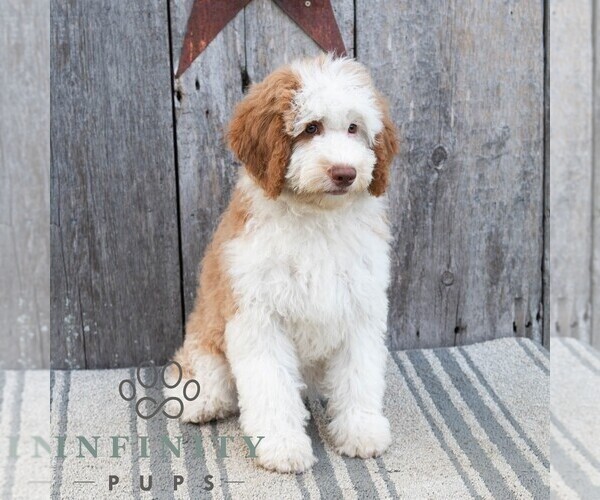 Medium Photo #3 Bernedoodle (Miniature) Puppy For Sale in SUNBURY, PA, USA