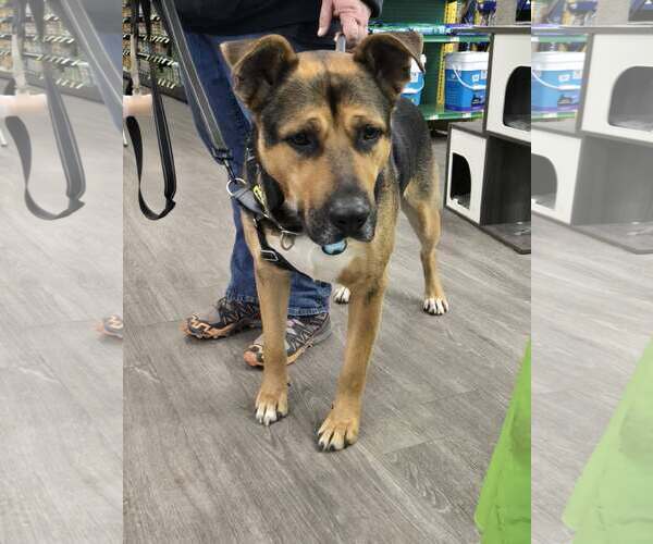 Medium Photo #3 Mutt Puppy For Sale in Woodbury, NY, USA