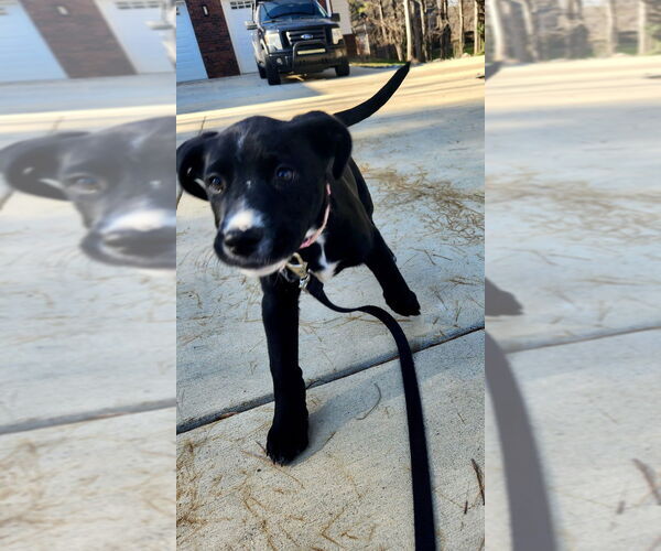 Medium Photo #5 Labrador Retriever-Unknown Mix Puppy For Sale in Mooresville, NC, USA