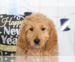 Goldendoodle Puppy for sale in BEL AIR, MD, USA