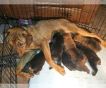 Small Photo #2 English Mastweiler Puppy For Sale in FAIR GROVE, MO, USA