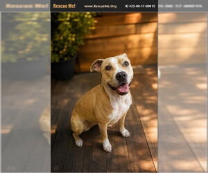 Anais - Female Mutt Dog for Adoption - Photo #4