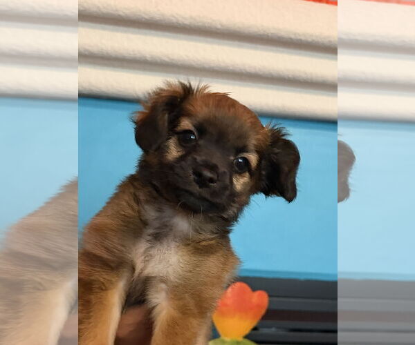 Medium Photo #1 Chiranian Puppy For Sale in San Francisco, CA, USA