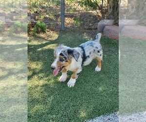 Aussie-Corgi Puppy for sale in BRIGGSDALE, CO, USA