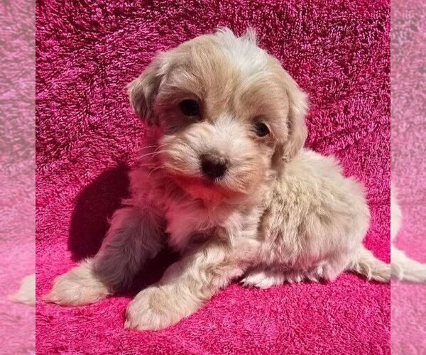 Medium Photo #1 Maltipoo (Miniature) Puppy For Sale in CHARLOTTE HALL, MD, USA