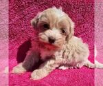 Small Maltipoo (Miniature)