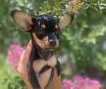 Image preview for Ad Listing. Nickname: Nala