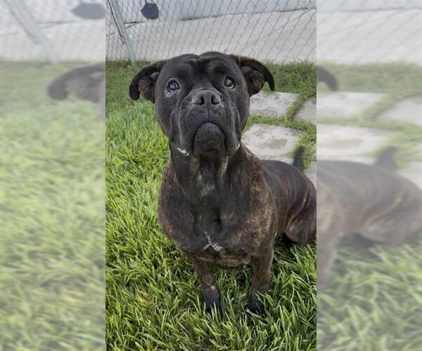 Medium Photo #2 Bull-Boxer Puppy For Sale in Rosenberg, TX, USA