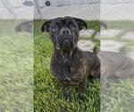 Small #1 Bull-Boxer