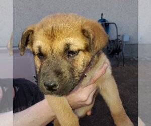 Pup 2 FUSHIA - Female Huskies -Unknown Mix Dog for Adoption - Photo #5