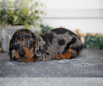 Small #2 Dachshund