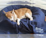 Small #23 Chi-Corgi