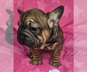 French Bulldog Puppy for sale in AKRON, OH, USA