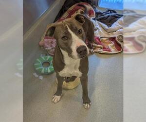 Mutt Dogs for adoption in San Martin, CA, USA