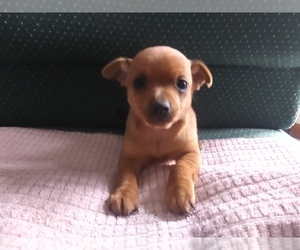 Chihuahua Puppy for sale in NOTRE DAME, IN, USA